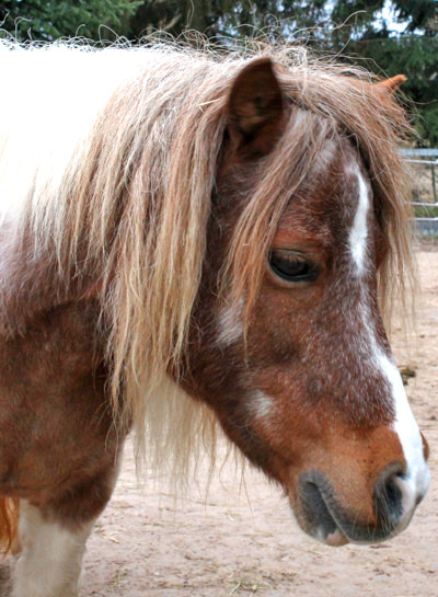 Hazel Shetlandpony