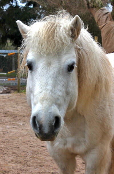 Mane Shetlandpony